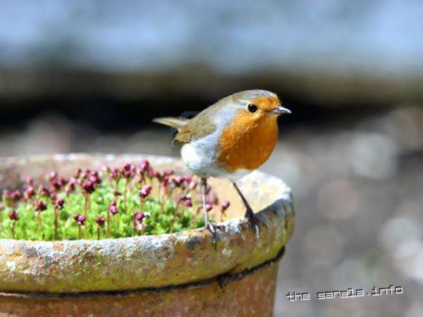 flower-pot