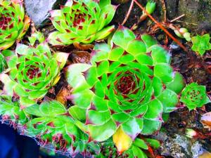 Čuvarkuća - Sempervivum tectorum - Houseleek