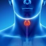 thyroid