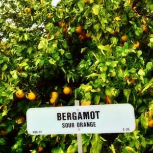 Bergamot