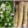 Ren, Hren, Horseradish, Armoracia rusticana