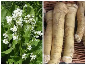 Ren, Hren, Horseradish, Armoracia rusticana