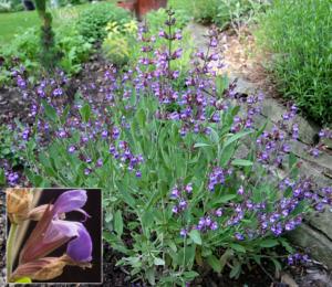 Kadulja, žalfija, mudrac (en. Common sage, lat. Salvia officinalis)