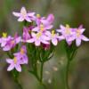 Kičica (Centaurium erythraea) Dreamstime