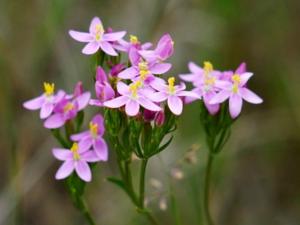 Kičica (Centaurium erythraea) Dreamstime