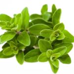 marjoram