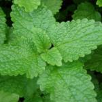 metvica - lemon balm