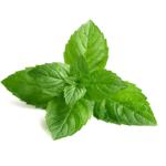 menta - peppermint