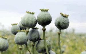 Mianmar postao najveći svjetski proizvođač opijuma