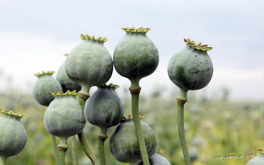 Mianmar postao najveći svjetski proizvođač opijuma