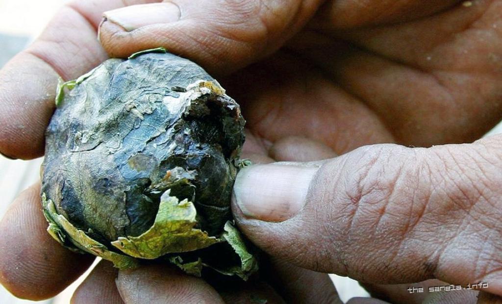 Mjanmar - azijska Kolumbija